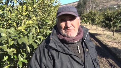 Portokallet nuk shiten, fermerët e Karbunarës ankohen për mungesë tregu