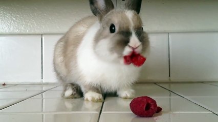 lapin qui mange des framboises
