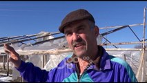 Ora News - Bora e ngrica u shkatërron serat, fermerët e nënshkodrës ndihen të pashpresë
