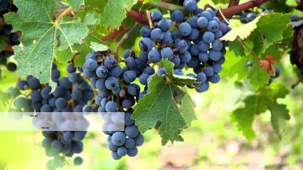 Vie de Château - La cave de Crouseilles