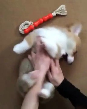 Ce mignon bébé corgi réclame ses chatouilles et vous fera fondre