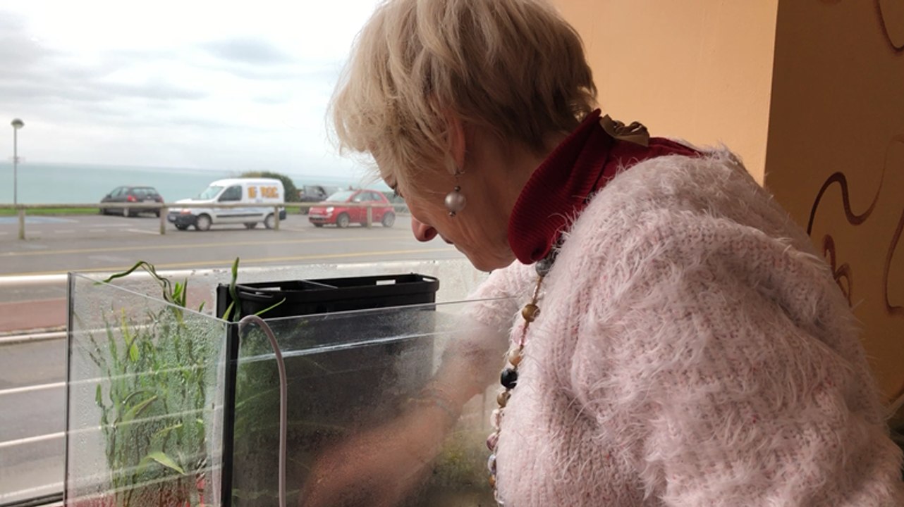 Deux petites grenouilles