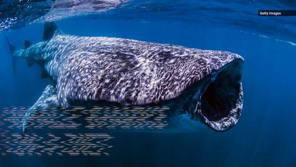 The World’s Largest Fish May Go Months Without Food