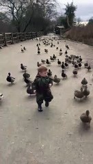 Ce petit garçon et son armée de canards font le buzz sur la toile !