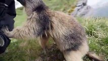 Il tombe sur une adorable marmotte, regardez ce qui se passe ensuite.