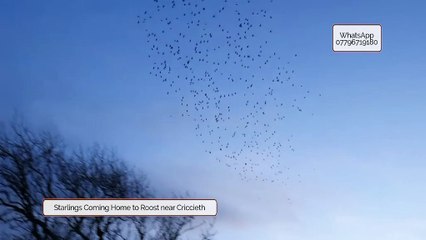 Spectacular Display of Starlings!
