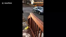 Dog enthusiastically greets owner after he gets off school bus