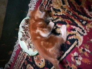 Small Twins kitties Eating Chicken Bones in Lunch