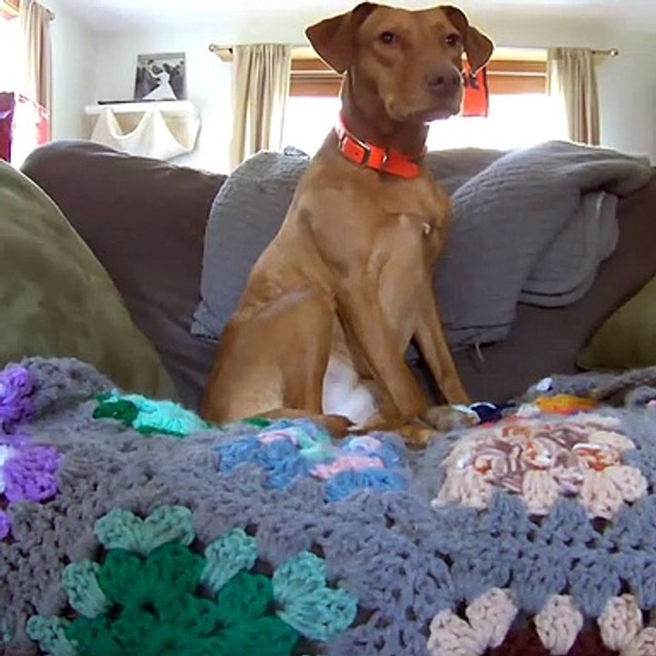 Deixou câmara ligada em casa para ver o que o seu cão e o seu gato faziam na sua ausência
