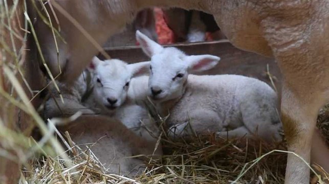 Rarissime : une brebis met au monde 6 agneaux à Juseret.