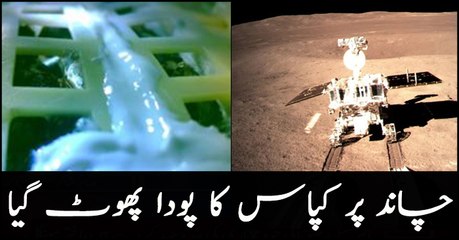 China's Moon mission sees first seeds sprout
