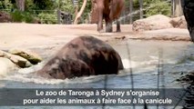 Australie: les animaux d'un zoo de Sydney combattent la canicule