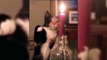 FUNNY CATS funny videos fail compilation 2019 cats fail compilation laugh epic cat fails