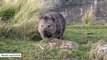 Australia Asks That People Stop Taking Selfies With Wombats