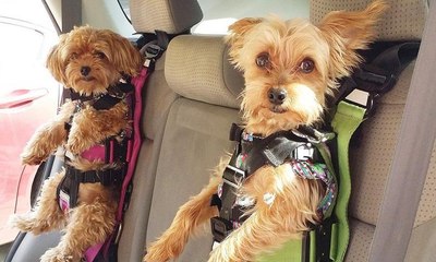 كرسي سيارة للحيوانات الأليفة