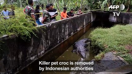 Crocodile mauls woman to death in Indonesia