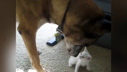 Un ancien chien militaire rencontre un chaton pour la première fois !