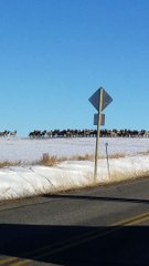 Enormous Elk Herd Crosses Montana Countryside