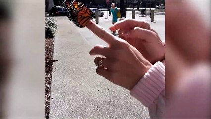 Ce pauvre papillon n'aura pas vécu longtemps... Fail