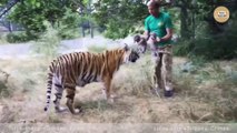 Ce russe présente ses 2 petits à une maman tigre