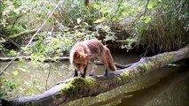 Des dizaines d'animaux parcourent ce pont naturel sur l'eau !