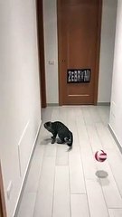 Ce chat est le meilleur gardien de but du monde !