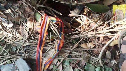 Dog Rescued from a Deep Dark Hole