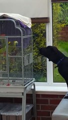 Papagaio aprende a latir e discute com cachorro