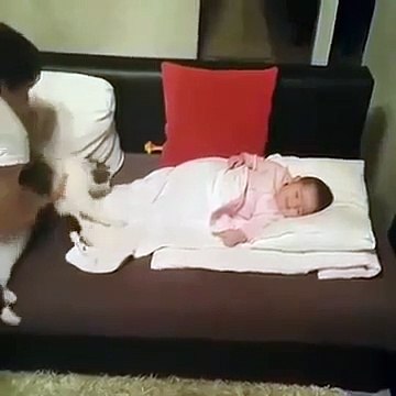 Elle sépare son Bébé du chat, seulement l’animal reste déterminé. Regardez ce qui se passe ensuite !