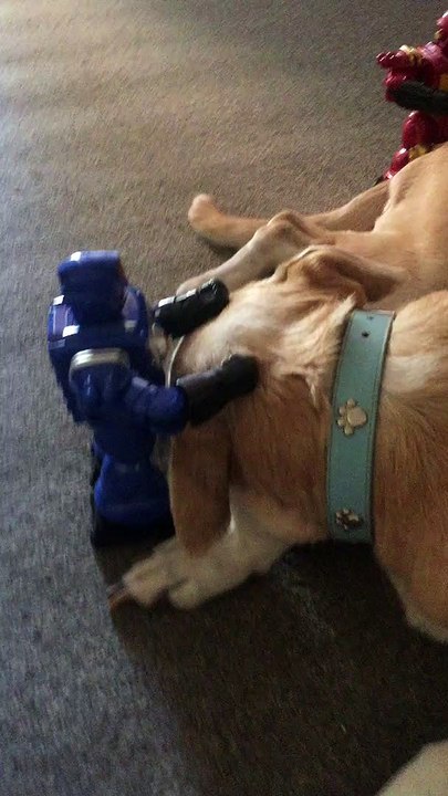 Robots Help the Dog Relax
