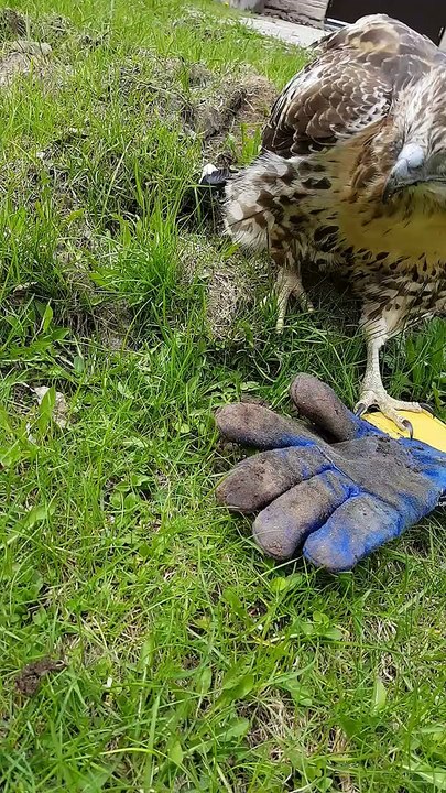 Man Helps Hawk Hunt for Grub