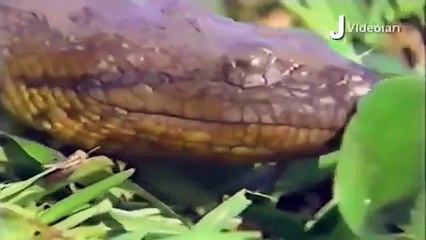 Leopard vs Big Python Snake Real Fight ►► Tiger Boar Lion Hyena Giraffe Rhino   Wild Animal Attacks[1]