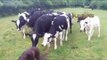 Amazing   Intelligent Animal Farming  / Friendly Farm Animals