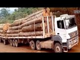 Heavy Equipment Driving Skill Oversize Truck Hauling Logs On Dangerous Road