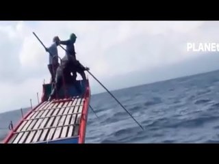 Hunting Fishing Swordfish,  Shark And Big Tuna