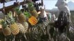 Intelligent Pineapple Farming From  Planting , Harvesting And Processing