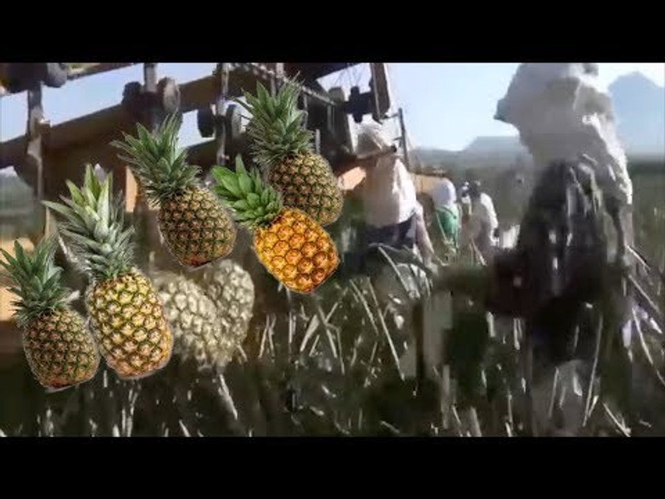 Intelligent Pineapple Farming From  Planting , Harvesting And Processing
