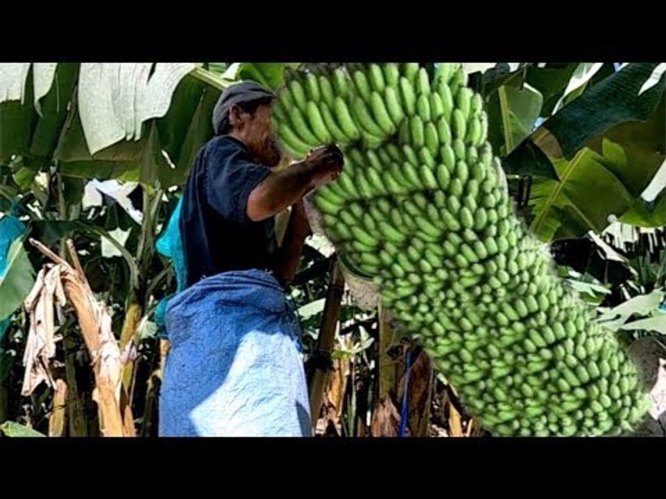 Maintaining & Cultivating  Banana  Before Harvesting