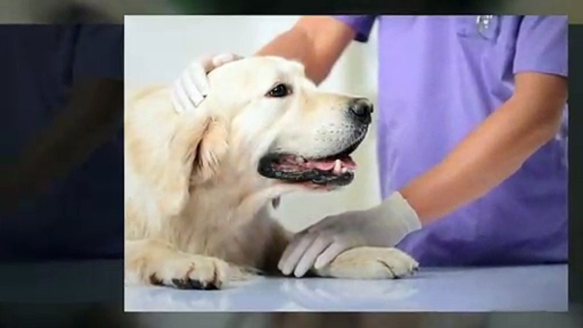 ⁣Best Veterinary Care Treatment Center