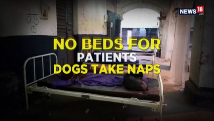 Found In Bihar: Dogs Replace Patients on Hospital beds
