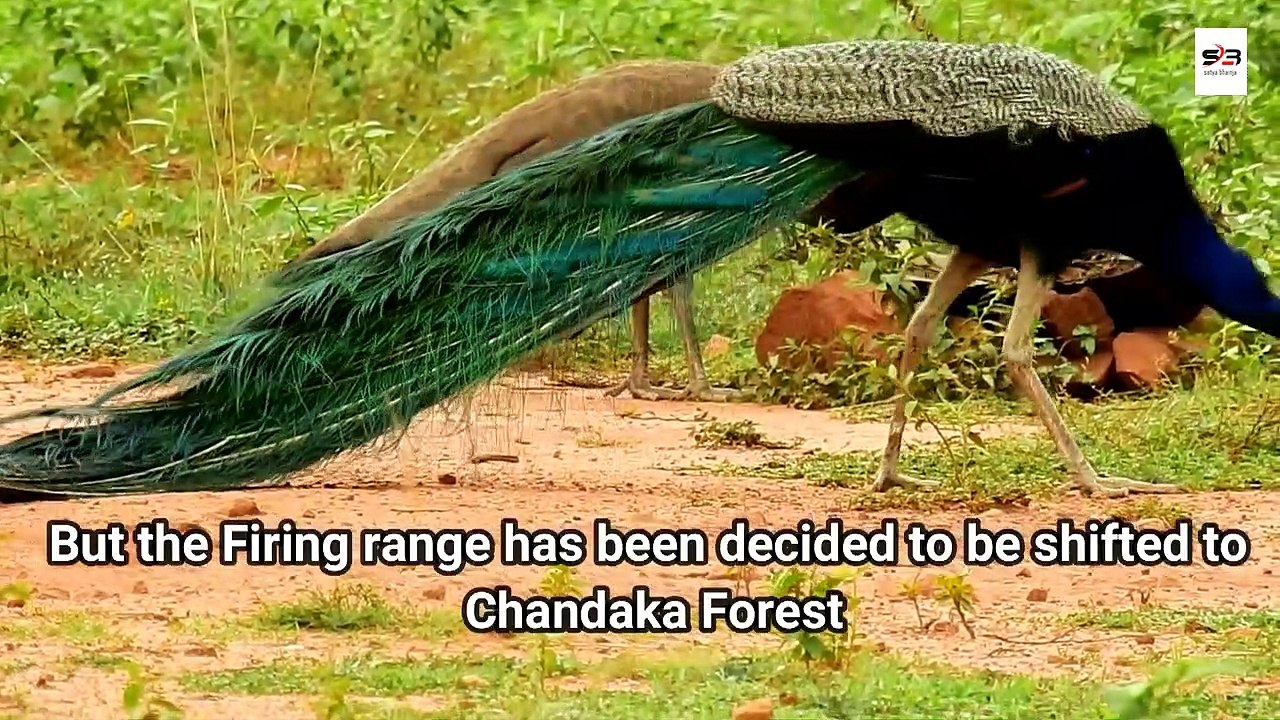 सरकार के नए प्रोजेक्ट के कारण मोर (Peacock) पर भारी संकट | National Bird in Danger !!!