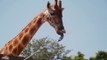 Aussie zoo animals try to beat the heat