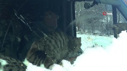 Sokak Hayvanlarını Beslemek İçin İstanbul'daki Dairesini Sattı