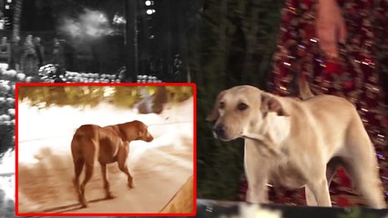 Rohit Bal Fashion Show: Dog crashes Sidharth Malhotra's ramp walk; Watch hilarious video | FilmiBeat
