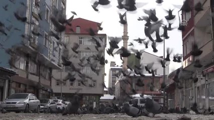 Zahirecilerin İlk Müşterileri Güvercinler - Kars