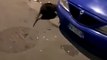 Un énorme rat découvert dans une rue en Italie