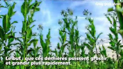 Pirater la photosynthèse pour accélérer la pousse des plantes