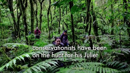 Romeo and Juliet: fresh hope to save Bolivian aquatic frog