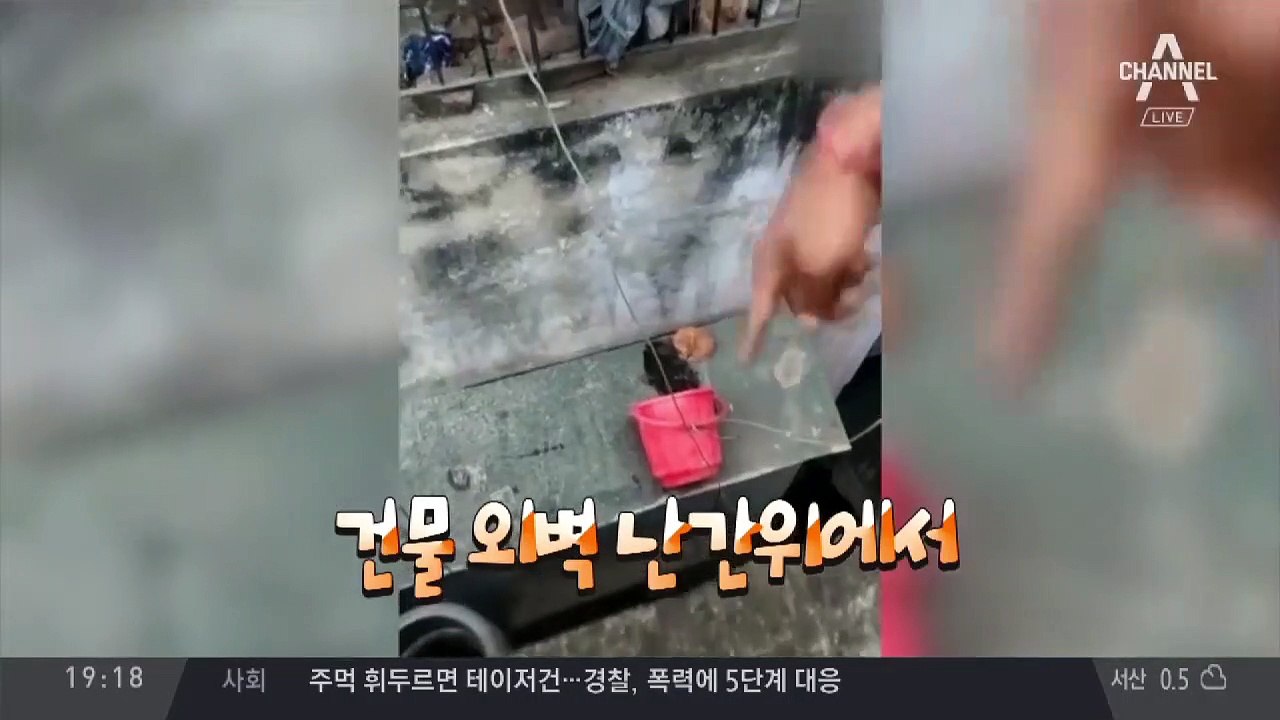 양동이로 고양이 극적 구조!