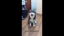 TikTok dog compilation (funny memes)